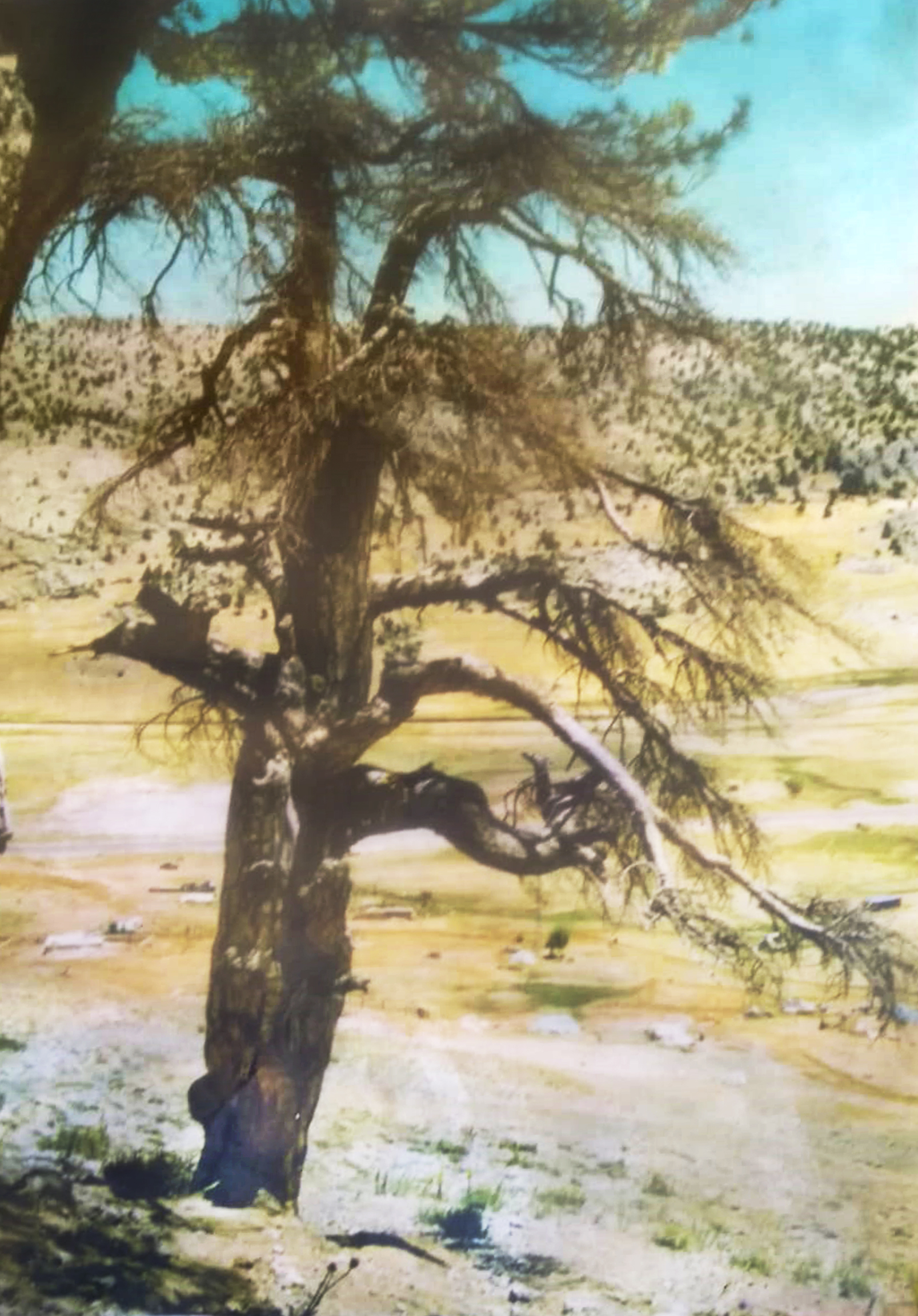 Guru Çamın Öyküsü